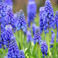 20 Grape Hyacinth Bulbs-muscari Armeniacum- Beautiful Spring Blooms, Perennial Garden Flowers