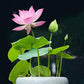 12Pcs Mixed Color Open Mouth Bowl Lotus Seeds - Stunning Water Plants for Indoor and Outdoor Bowls, Ponds, and Gardens