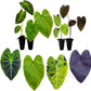 Elephant Ear Plants | Black Magic | (4-Pack) Easy-to-Grow Live Colocasia Plants, Perfect for Indoor/Outdoor Gardens, 3-8 inches Height