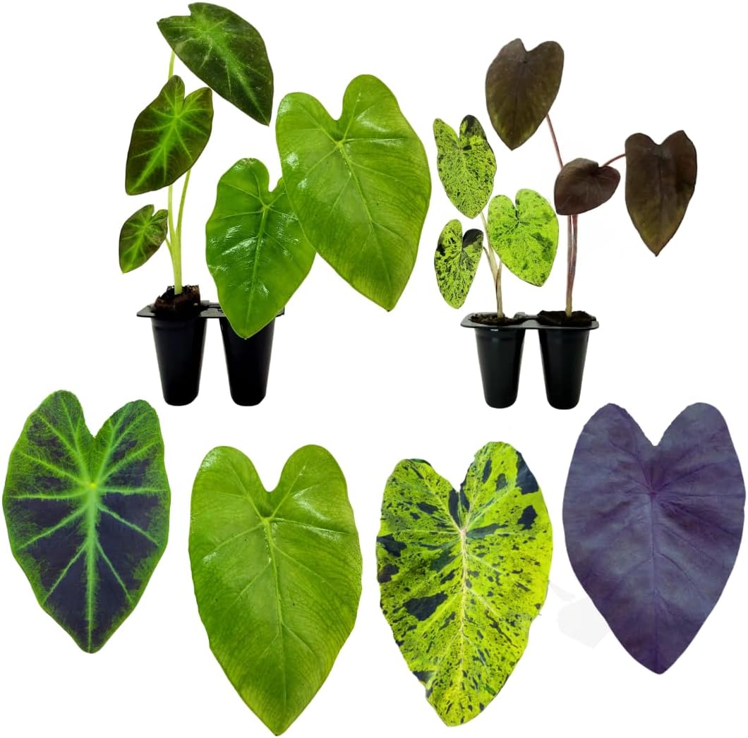 Elephant Ear Plants | Black Magic | (4-Pack) Easy-to-Grow Live Colocasia Plants, Perfect for Indoor/Outdoor Gardens, 3-8 inches Height