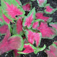Caladium, Bulb, Pink, Pack of 5  Easy to Grow, Colorful Mix, HOSTA Bulbs Size 4-7cm