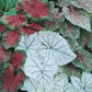 Caladium Bulbs, Fancy Mix, Pack of 7 Bulbs, Easy to Grow, Colorful Mix, Perennial Hosta