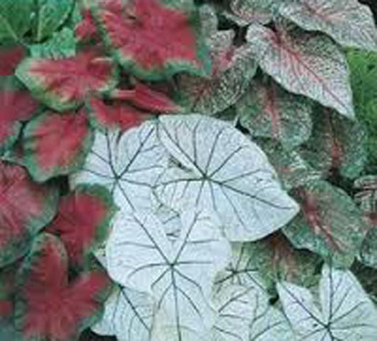 Caladium Bulbs, Fancy Mix, Pack of 7 Bulbs, Easy to Grow, Colorful Mix, Perennial Hosta