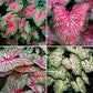 Caladium, Bulb, Fancy Mix, Pack of 10 (Ten), Easy to Grow, Colorful Mix, HOSTA