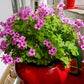 Seedsplant A0104 Oxalis Bulbs Wood Sorrel Shamrock Perennial Growing Bonsai Roots Rhizomes Corms Tubers Potted Planting Reblooming Fragrant Garden Species Blooms Flower Seeds Plant Gardening