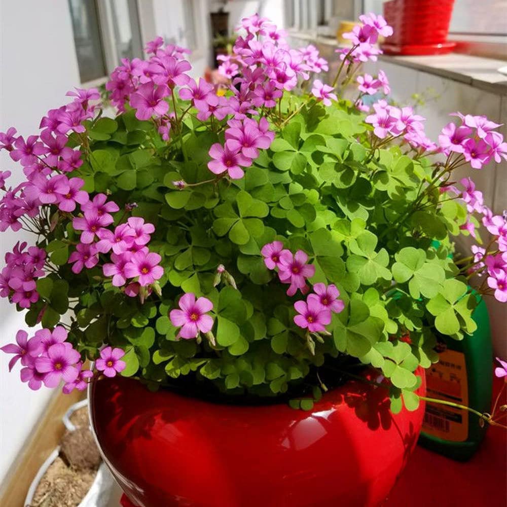 Seedsplant A0104 Oxalis Bulbs Wood Sorrel Shamrock Perennial Growing Bonsai Roots Rhizomes Corms Tubers Potted Planting Reblooming Fragrant Garden Species Blooms Flower Seeds Plant Gardening