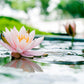 60 Pcs Mix Bonsai Bowl Lotus Seeds, Water Lilys Flower Plant, Lotus Seeds for Planting Water Features Seeds Non-GMO Fresh Garden Seeds