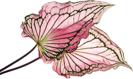 Pink Symphony Caladium Bulbs for Planting - Perennial Hosta, Elephant Ears, Fancy (6 Bulbs)