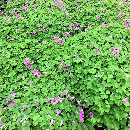 Seedsplant A0104 Oxalis Bulbs Wood Sorrel Shamrock Perennial Growing Bonsai Roots Rhizomes Corms Tubers Potted Planting Reblooming Fragrant Garden Species Blooms Flower Seeds Plant Gardening