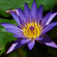35 Pcs Bonsai Lotus Seeds for Planting Bowl Lotus Seeds, Water Lily Flower Plant Seeds. Great for Beginners and Seasoned Gardeners Alike.