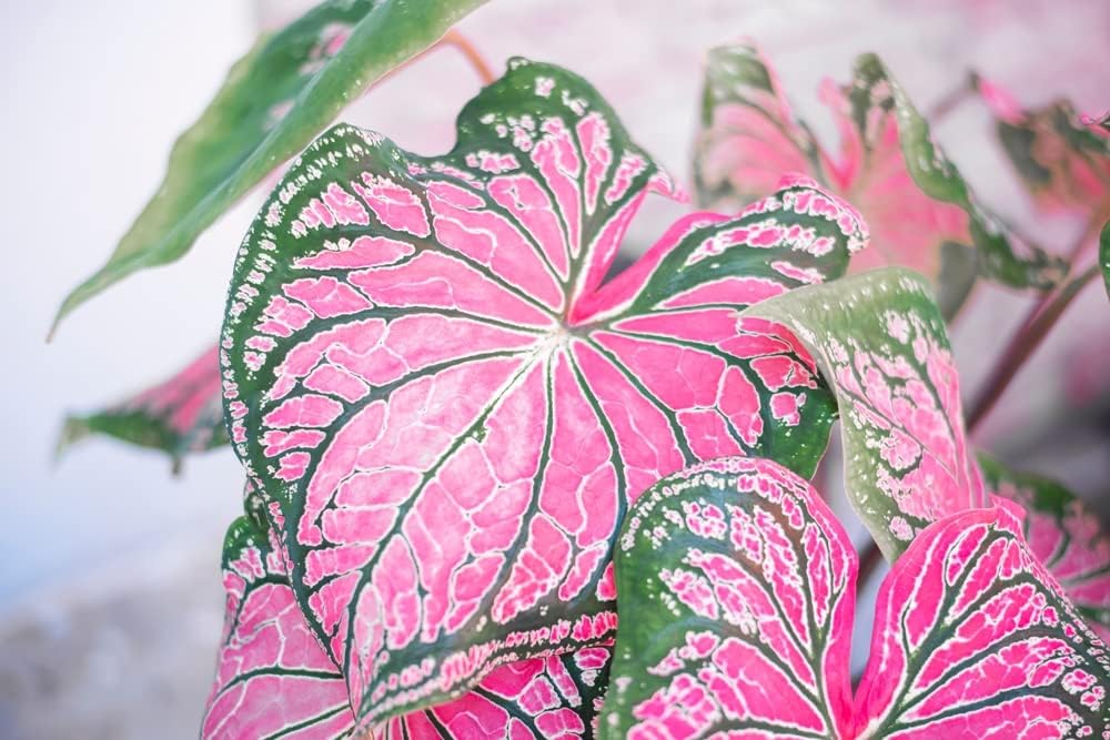One Large Pink and Green Caladium Bulb for Planting - Easy & Fast Growing Indoor or Outdoor Plants