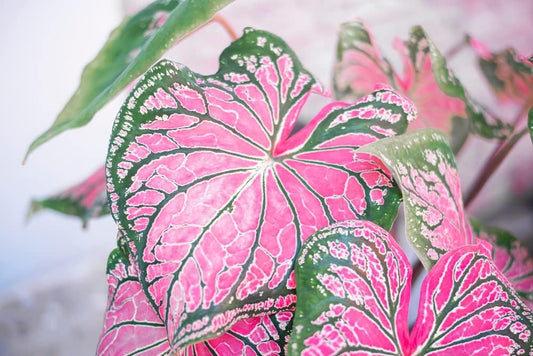 One Large Pink and Green Caladium Bulb for Planting - Easy & Fast Growing Indoor or Outdoor Plants