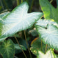 Aaron Caladium Bulbs for Planting - Perennial Hosta, Elephant Ears, Fancy (10 Bulbs)