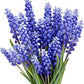 50 Grape Hyacinth - Muscari Armeniacum - Large Bulbs  Spring Bloom