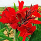 Blue Magic Design 3 Canna Lily Roots Long Lasting Giant Red Flowers Perennial Plant Tropi Bulbs Perennial Growing Bonsai Roots Rhizomes Corms Tubers Potted Planting Reblooming Fragrant Garden Species Blooms Flower Seeds Plant Gardeningcal Garden
