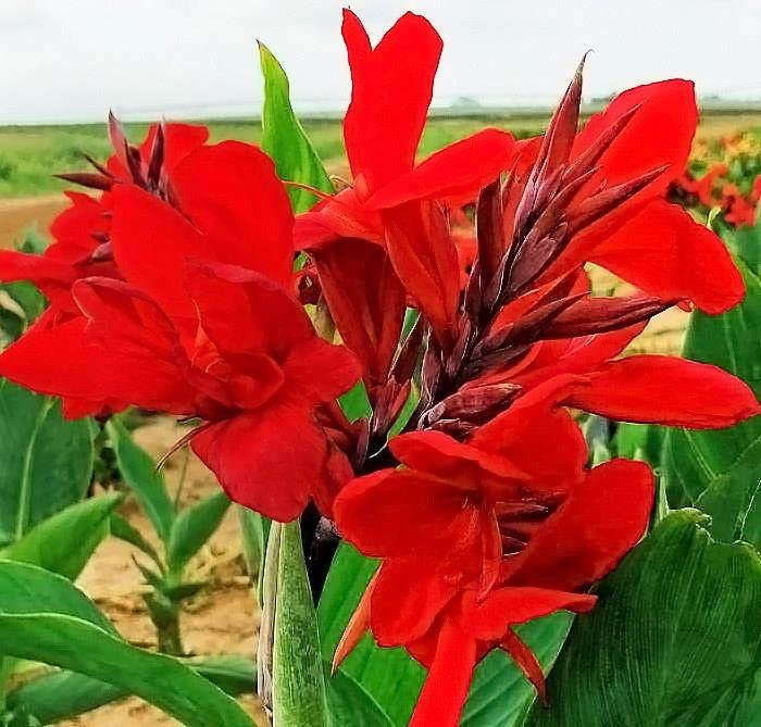 Blue Magic Design 3 Canna Lily Roots Long Lasting Giant Red Flowers Perennial Plant Tropi Bulbs Perennial Growing Bonsai Roots Rhizomes Corms Tubers Potted Planting Reblooming Fragrant Garden Species Blooms Flower Seeds Plant Gardeningcal Garden