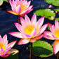 35 Pcs Mix Bowl Lotus Seeds, Water Lilys Flower Plant, Lotus Seeds for Planting Water Features Fresh Garden Seeds Non GMO Indoor and Outdoor
