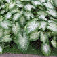 Caladium Aaron (8 Bulbs) Beautiful Ornamental Foliage. Now Shipping !