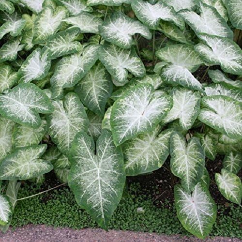 Caladium Aaron (8 Bulbs) Beautiful Ornamental Foliage. Now Shipping !