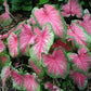 Caladium, Bulb, Pink, Pack of 5  Easy to Grow, Colorful Mix, HOSTA Bulbs Size 4-7cm