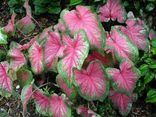 Caladium, Bulb, Pink, Pack of 5  Easy to Grow, Colorful Mix, HOSTA Bulbs Size 4-7cm