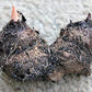 3 Carolyn Whorten Caladium Bulbs - Large Size Roots - Bright Pink and Green Foliage - Hardy in Zones 9-11 - Perfect for Shaded Gardens and Containers