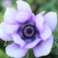 Anemone Mix Plant Bulbs (10 bulbs) - Colorful Flowers in Spring Blooming Gardens