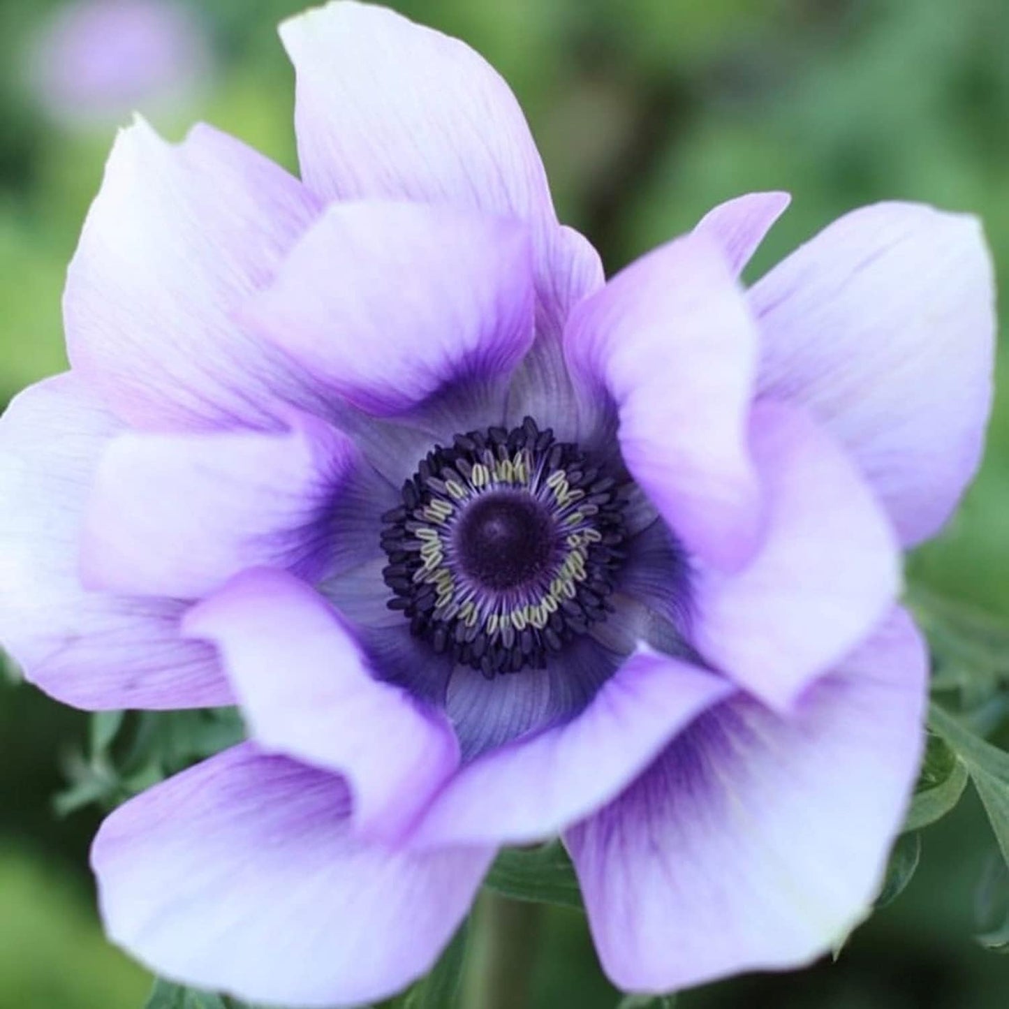 Anemone Mix Plant Bulbs (10 bulbs) - Colorful Flowers in Spring Blooming Gardens