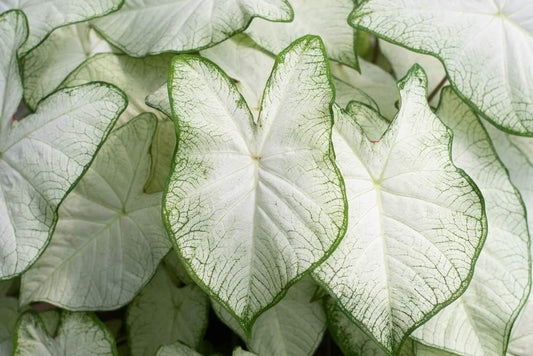 White Caladium Bulb for Planting - Easy & Fast Growing Indoor or Outdoor Plants