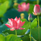 35+ Mixed Bowl Lotus Seeds, Lotus Seeds, Bonsai Lotus Seeds for Planting (Nelumbo), Water Lily Seeds, Can Purify Water and Air