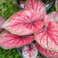 Florida Sweetheart Caladium Bulbs for Planting - Perennial Hosta, Elephant Ears, Fancy (12 Bulbs)