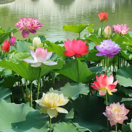 35+ Mixed Bowl Lotus Seeds - Water Lily Flower Plant Seed Non-GMO Home Garden Plant Seeds Aquatic Fresh Garden Seeds for Home