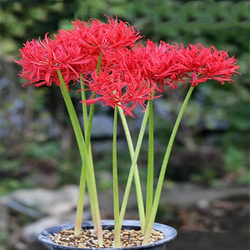 Red Lycoris Spider Lily Bulbs Radiata Hurricane Cluster Amayllis Growing Bonsai Roots Rhizomes Corms Tubers Potted Planting Reblooming Fragrant Garden Species Blooms Flower Seeds Plant Gardening