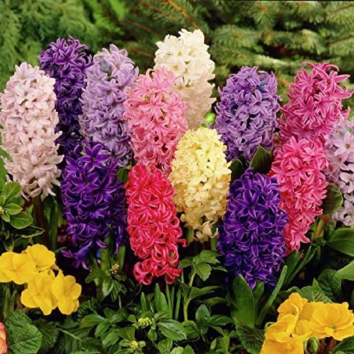 Seedsplant Hyacinth Bulbs Blooms Species Growing Bonsai Roots Rhizomes Corms Tubers Potted Planting Reblooming Fragrant Garden Flower Seeds Plant Gardening