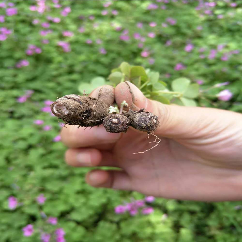 Seedsplant A0123 Oxalis Bulbs Wood Sorrel Shamrock Perennial Growing Bonsai Roots Rhizomes Corms Tubers Potted Planting Reblooming Fragrant Garden Species Blooms Flower Seeds Plant Gardening