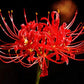 Red Spider Lily Bulbs Lycoris Radiata Hurricane Cluster Amayllis Growing Bonsai Roots Rhizomes Corms Tubers Potted Planting Reblooming Fragrant Garden Species Blooms Flower Seeds Plant Gardening