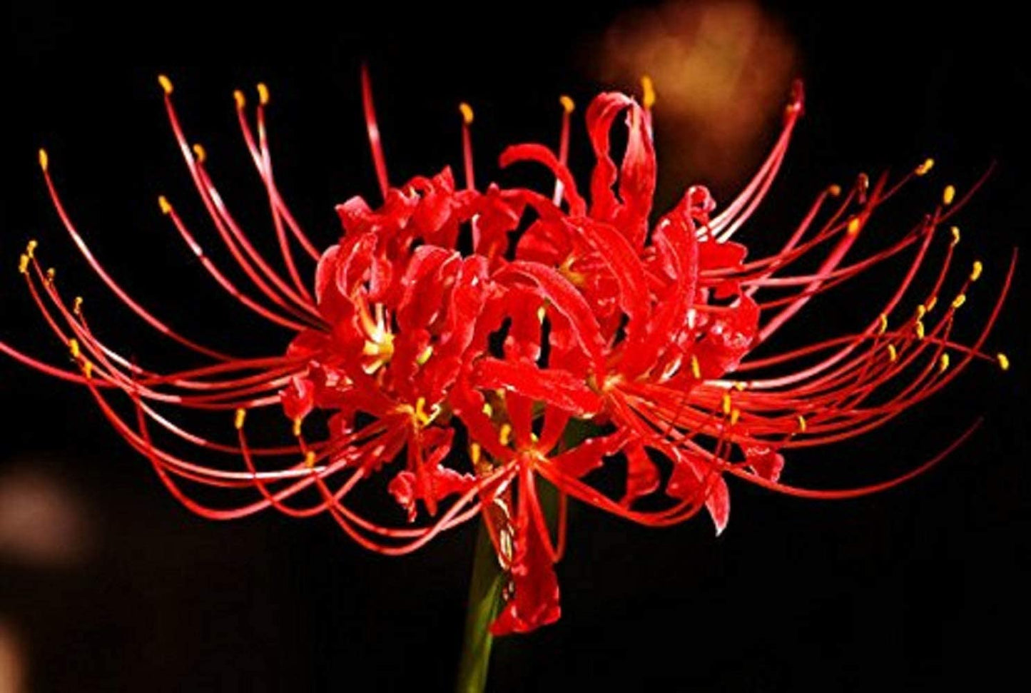 Red Spider Lily Bulbs Lycoris Radiata Hurricane Cluster Amayllis Growing Bonsai Roots Rhizomes Corms Tubers Potted Planting Reblooming Fragrant Garden Species Blooms Flower Seeds Plant Gardening