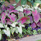 3 Carolyn Whorten Caladium Bulbs - Large Size Roots - Bright Pink and Green Foliage - Hardy in Zones 9-11 - Perfect for Shaded Gardens and Containers