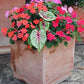 3 Miss Muffet Caladium - Large Size Bulbs - Vibrant Green and Red Foliage - Hardy in Zones 9-11 - Ideal for Gardens and Containers