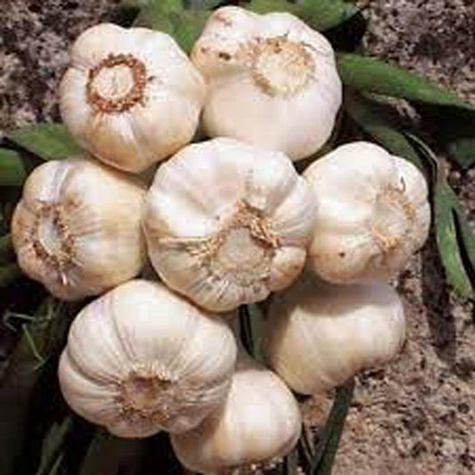 GARLIC BULB  FRESH CALIFORNIA SOFTNECK GARLIC BULB FOR PLANTING, EATING AND GROWING YOUR OWN GARLIC, COUNTRY CREEK BRAND