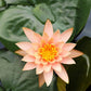35+ Mixed Bowl Lotus Seeds, Lotus Seeds, Bonsai Lotus Seeds for Planting (Nelumbo), Water Lily Seeds, Can Purify Water and Air