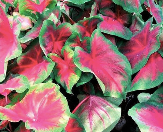 Buck Caladium - One Top Size Bulb - Stunning Green and White Foliage - Hardy in Zones 9-11 - Giant Caladium for Gardens and Pots - Vibrant Caladium Plants