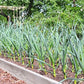Chesnok Red Garlic, 2 Nice Bulbs. Great for Fall Planting! Non GMO