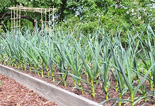 Chesnok Red Garlic, 2 Nice Bulbs. Great for Fall Planting! Non GMO