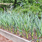 Chesnok Red Garlic, 2 Nice Bulbs. Great for Fall Planting! Non GMO garlic seeds for planting