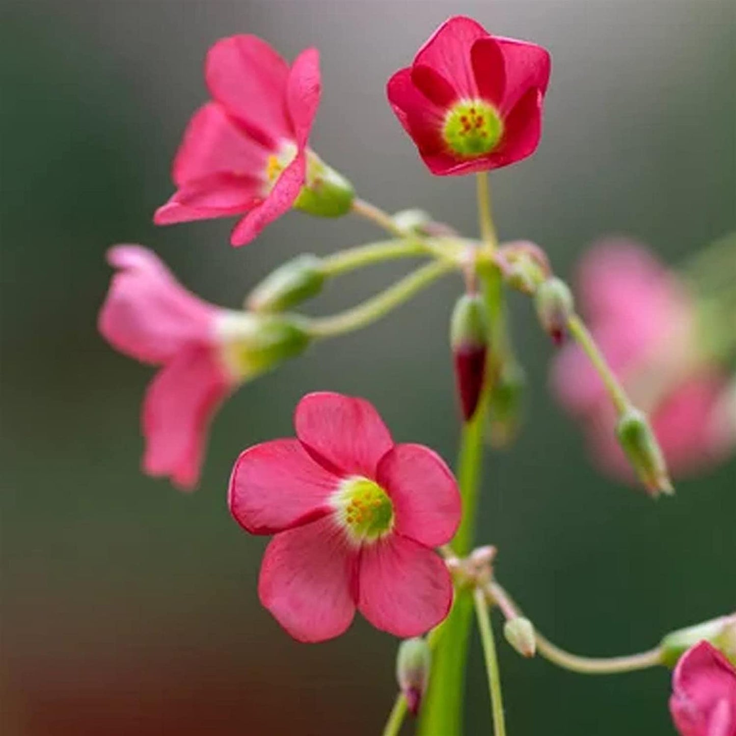 Blue Iron Cross Oxalis Bulbs Wood Sorrel Shamrock Perennial Growing Bonsai Roots Rhizomes Corms Tubers Potted Planting Reblooming Fragrant Garden Species Blooms Flower Seeds Plant Gardening