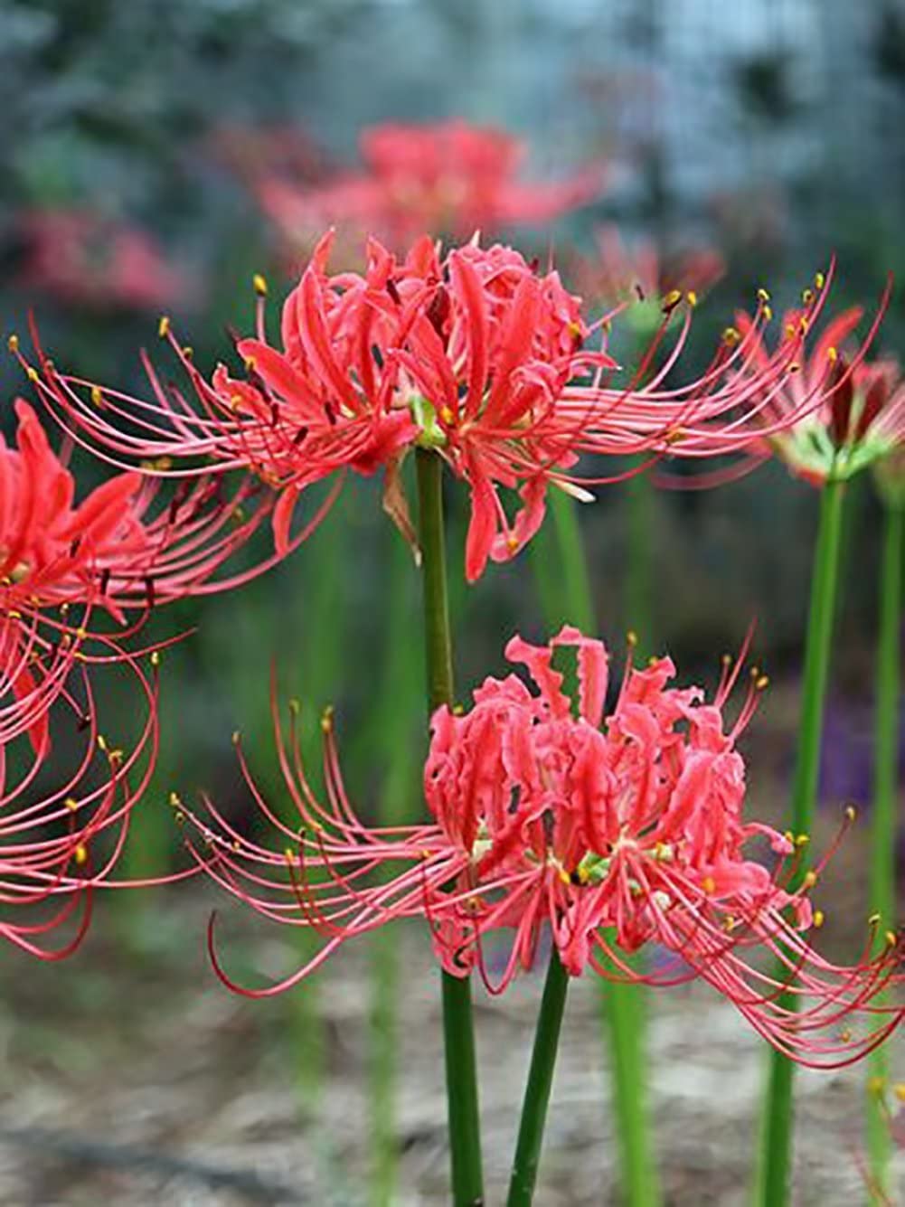 Red Lycoris Spider Lily Bulbs Radiata Hurricane Cluster Amayllis Growing Bonsai Roots Rhizomes Corms Tubers Potted Planting Reblooming Fragrant Garden Species Blooms Flower Seeds Plant Gardening