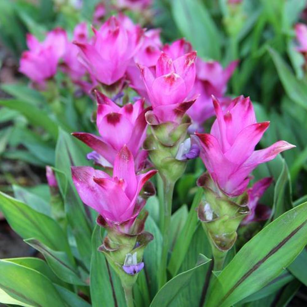 1pcs Red Zingiber Bulbs Ornamental Ginger Lotus Bulbs Ginger Perennia ...