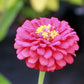 500+ Mix Colors Zinnia Seeds for Planting Outdoors Heirloom Non-GMO 90% High Germination Rate Open Pollinated Zinnia elegans Seeds
