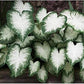 Fancy Leaf Caladium - Aaron -One  Large Root Bulb - Vibrant Green and Pink Foliage - Hardy in Zones 9-11 - Ideal for Garden Beds and Pots - Giant Caladium Plants